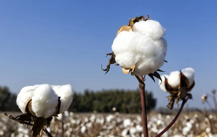 PAKISTAN’S COTTON ARRIVAL FELL BY 14% IN AUGUST, SIGNALING AN IMPENDING SHORTFALL.